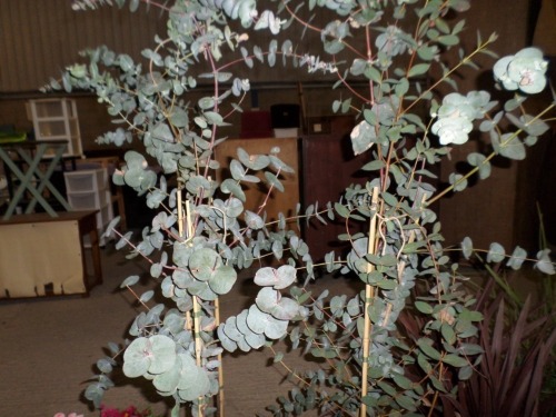 3 x Eucalyptus fast growing evergreen, container grown