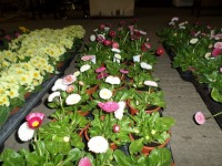 30 x Bellis, mixed bedding daisies