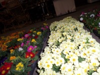 30 x Primroses, mixed colours