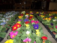 30 x Primroses, mixed colours