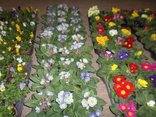 30 x Primroses, mixed colours