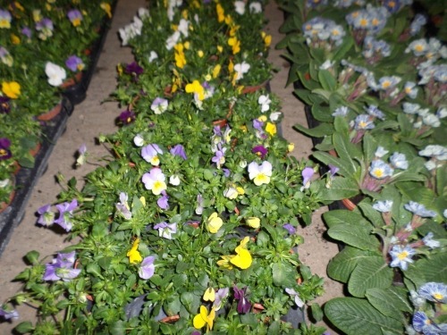 30 x Violas mixed colours