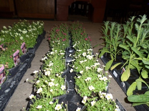 16 x Saxifrage, mixed varieties