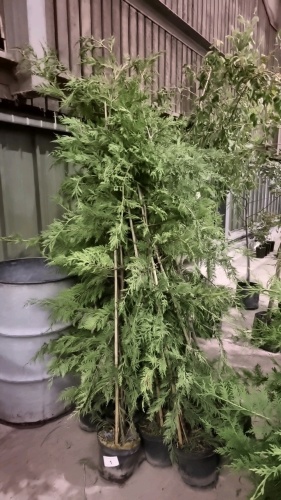 10 x green Leylandii approx 6ft, 5ltr pots