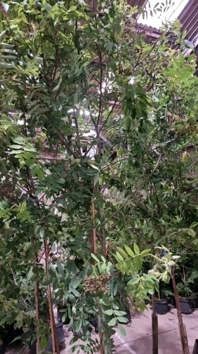 Rowan tree, container grown