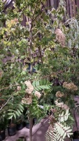 Sorbus Joseph Rock, yellow berries, container grown