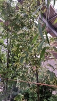 Acer Drumondii container grown specimen tree