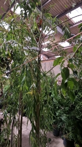 Golden weeping willow container grown tree