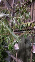Kiku-Shidare-Zakura weeping cherry, container grown
