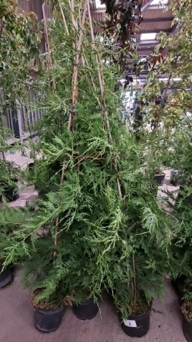 10 x green Leylandii approx 5ft in 5ltr pots