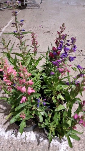 6 x Penstemon mixed, 2ltr pots, perennial