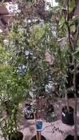 2 x Eucalyptus Gunii container grown trees
