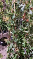 2 x Honeysuckle, large strong plants