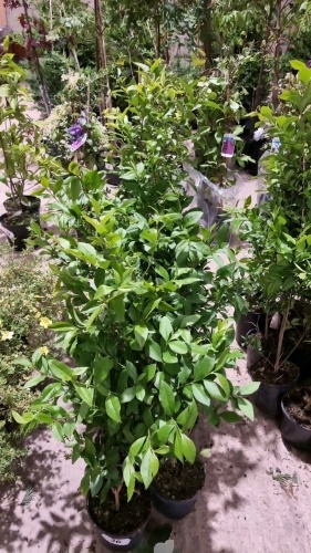 10 x green Privet