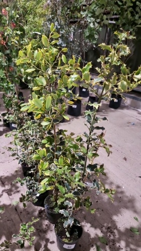 5 x variegated Holly