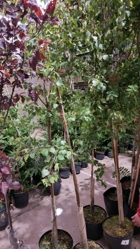 2 x Silver Birch container grown trees