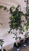 Concord pear tree, container grown