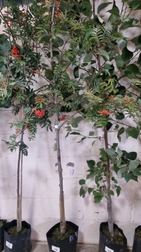 Sorbus Aucuparia, Rowan tree, container grown