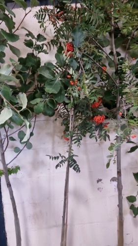 Sorbus Aucuparia, Rowan tree, container grown