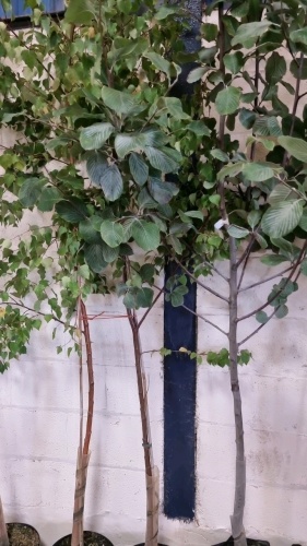2 xSilver Birch, container grown