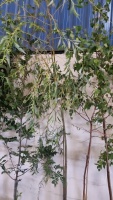 Golden Weeping Willow, container grown