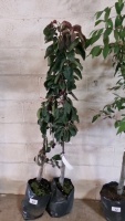 2 x Malus Maypole, slim upright growth, container grown