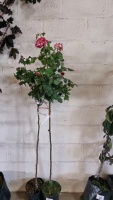 2 x standard roses, container grown