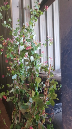 2 x Honeysuckle, large plants, container grown