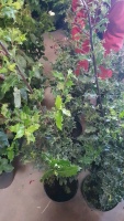 5 x green Holly bushes, container grown