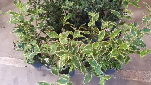 5 x Weigela Variegata, variegated foliage, pink flowers, container grown
