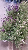 8 x French Lavender, 4 purple, 4 white, container grown