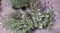 8 x French Lavender, 4 purple, 4 white, container grown