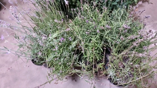 7 x Lavender, 2ltr pots, container grown