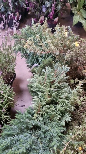 5 x dwarf conifers, 2ltr, container grown