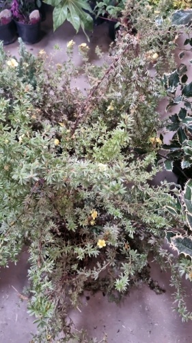 6 x Potentilla Katherine Dykes, container grown