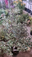 5 x variegated Holly, container grown