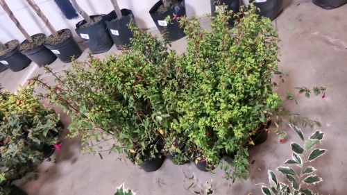 8 x Fuchsia Irish Hedges, very hardy Riccatoni, 2ltr pots
