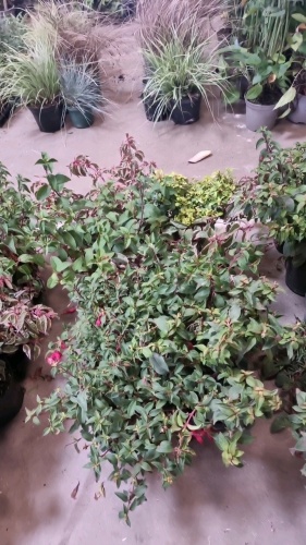 8 x Fuchsia mixed hardy varieties, 2ltr pots