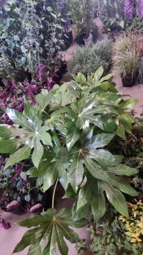 2 x Fatsia Japonica container grown