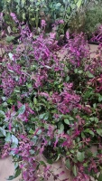 8 x Salvia Love and Wishes, 2ltr pots