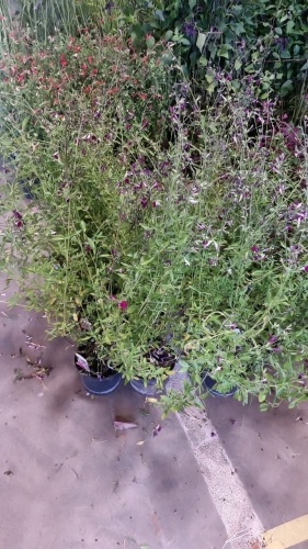 8 x Salvia Amethyst Lips 2ltr pots