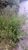 8 x Salvia Amethyst Lips 2ltr pots