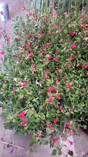 8 x Salvia Hot Lips 2ltr pots