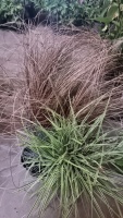 8 x mixed ornamental grass