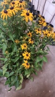 8 x Rudbeckia Goldstrum, hardy perennial