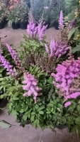 8 x Astilbe hardy perennial