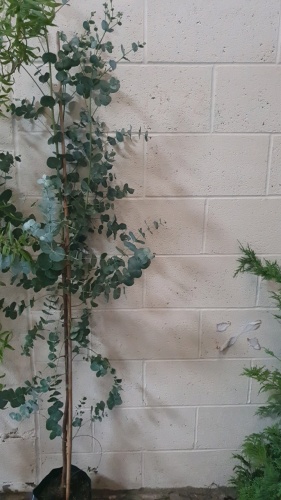 Eucalyptus Gunnii, container grown