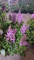 8 x Astilbe hardy perennial