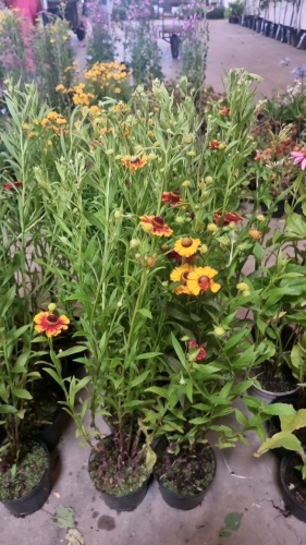 8 x Hellenium red/orange hardy perennial