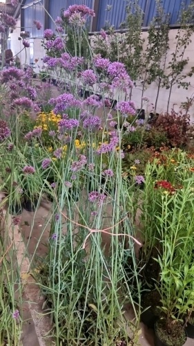 8 x Verbena Bonariensis, hardy perennial